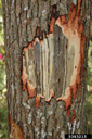 Redbay trunk with bark removed