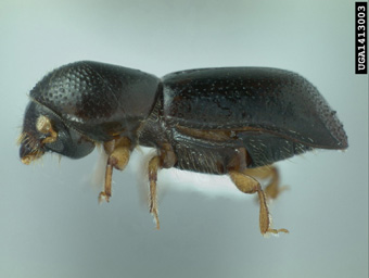 Side view of redbay ambrosia beetle