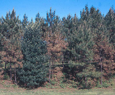 Needlecast affected and non-affected pines