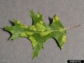 Oak leaf blisters on the top of an infected oak leaf