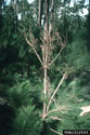 Pitch canker on a sapling Monterey pine