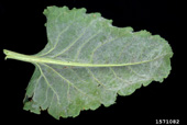 Underside of leaf showing powdery mildew of sugar beet
