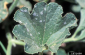 Powdery mildew lesions on the leaves of melon