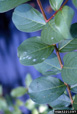 Powdery mildew symptoms on leaves of crapemyrtle