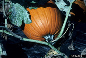 Close-up of powdery mildew on the peduncle of a pumpkin