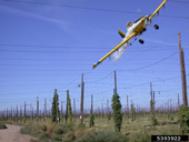Aerial fungicide application to a field of common hops to target powdery mildew