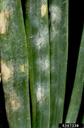 Close-up view of powdery mildew