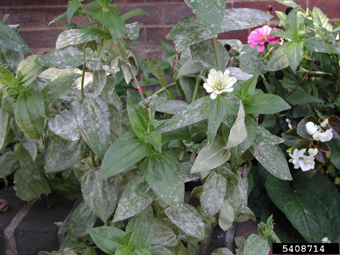 Powdery mildew symptoms on leaves of zinnia 