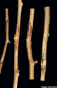 Sycamore anthracnose cankers on twigs
