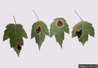 Tar spot symptoms on leaves of red maple