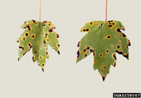 Tar spot symptoms on leaves of maple