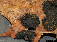 The fruiting bodies of tar spot on a maple leaf