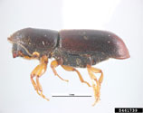 Ambrosia beetle 