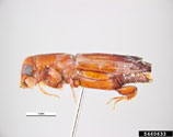 Common ambrosia beetle 