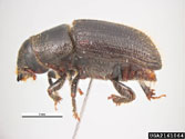 Side view of an adult black turpentine beetle
