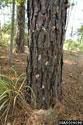 Pitch tubes on a loblolly pine