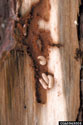 Larvae in the characteristic fan-shaped or D-shaped areas under bark
