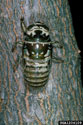 Nymph of the dog-day cicada 