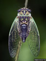 Dorsal view of an adult dog-day cicada