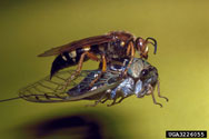 Adult cicada being carried off by a cicada killer wasp