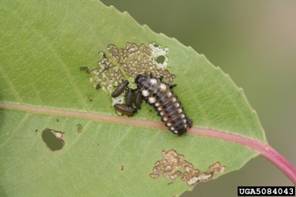 Cottonwood Leaf Beetle larvae and damage