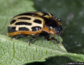 Cottonwood Leaf Beetle adult