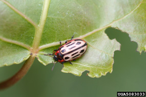 Cottonwood Leaf Beetle adult on aspen/poplar