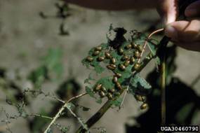 Cottonwood Leaf Beetle damage