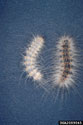 Fall webworm larvae
