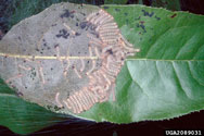 Fall webworm larvae on sourwood