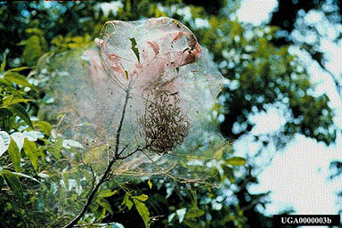 fall webworm nest in a tree