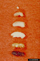 Life stages of eastern fivespined ips