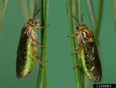 Adults of blackheaded pine sawfly