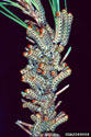 Larvae of redheaded pine sawfly 
