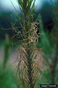 Typical straw-like feeding damage done by redheaded pine sawfly