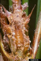 Shoot tip broken open to expose Nantucket pine tip moth larva in loblolly pine