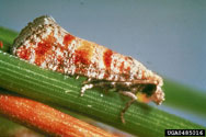 Adult Nantucket pine tip moth