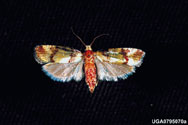 Adult subtropical pine tip moth
