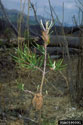 Damage to pine seedling by pine webworm