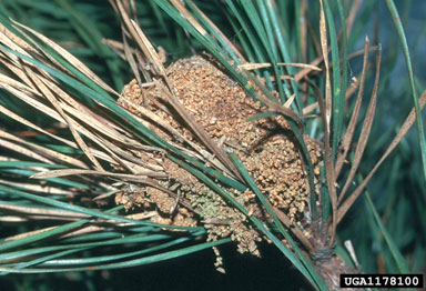 Frass entangled in webbing of pine webworm