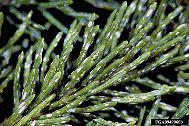 Scale infestation on pine needles