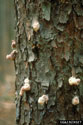 Southern pine beetle damage on Virginia pine