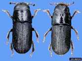 Dorsal view with male on the left and female on the right