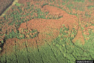 Aerial view of infestation at Indian Mounds Wilderness in 1993