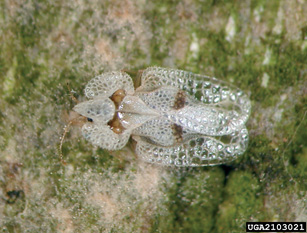 Adult sycamore lacebug