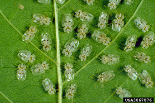 Adult sycamore lacebugs on underside of sycamore leaf large