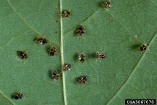 Nymphs of sycamore lacebugs on underside of sycamore leaf