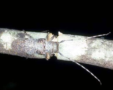Adult twig girdler and damage to twig
