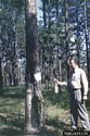 Marking catface trees for removal in Conecuh National Forest