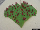 Reddish-purple spikes on upper surface of grape leaf are grape tube galls formed by a midge 